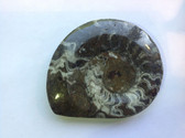 Ammonite (0433)