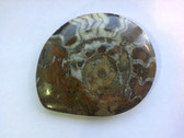 Ammonite (0438)
