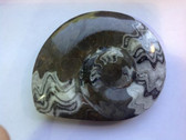 Ammonite (0442)