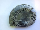 Ammonite (0443)