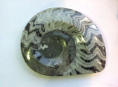 Ammonite (0452)
