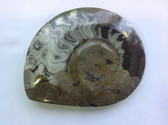 Ammonite (0425)