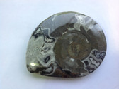 Ammonite (0430)