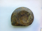 Ammonite (0432)