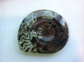Ammonite (0435)