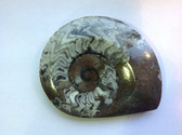 Ammonite (0440)
