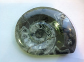 Ammonite (0449)
