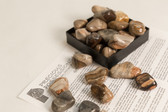 Petrified Wood Tumbled Stones 1/4 Lb Size Small .75-1.50"