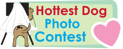 Hottest Dog Contest