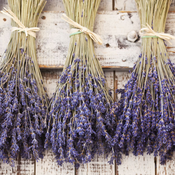 Lavender Bunch - Dried Lavender Bundle - over 300 Stems, store 2021 certified organi