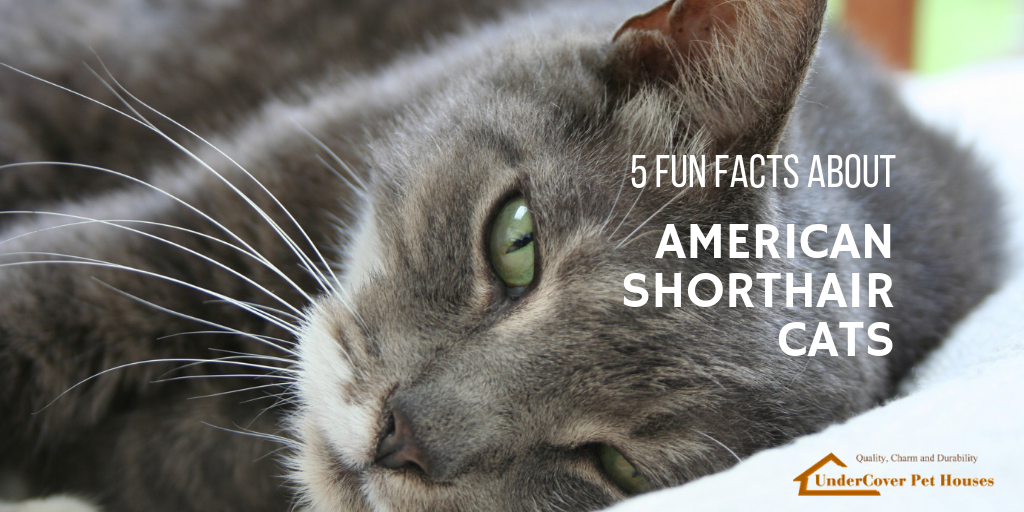 interesting facts about house cats