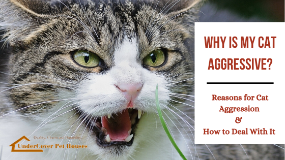 Dealing With Aggressive Cats