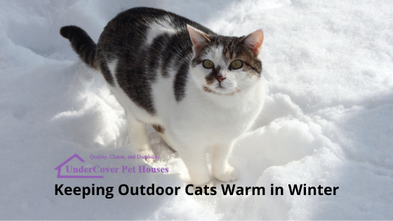 https://cdn10.bigcommerce.com/s-57fs4oxar7/product_images/uploaded_images/cat-in-winter.png?t=1683553408