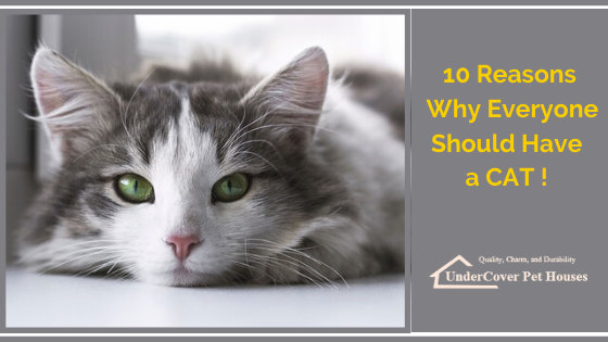 Top 10 Reasons Why Everyone Should Have a Cat! - UnderCover Pet Houses