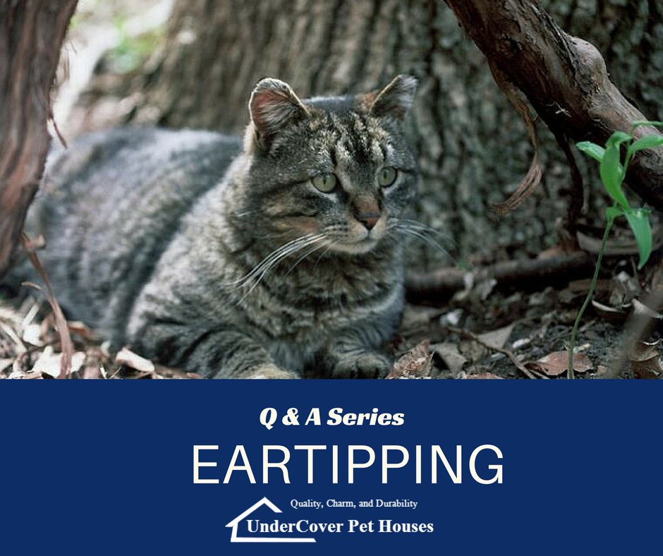 Feral Cat Q&A: Eartipping - UnderCover Pet Houses