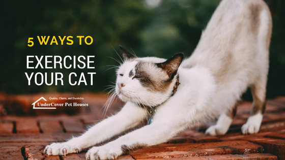 5 Ways to Exercise Your Cat - UnderCover Pet Houses