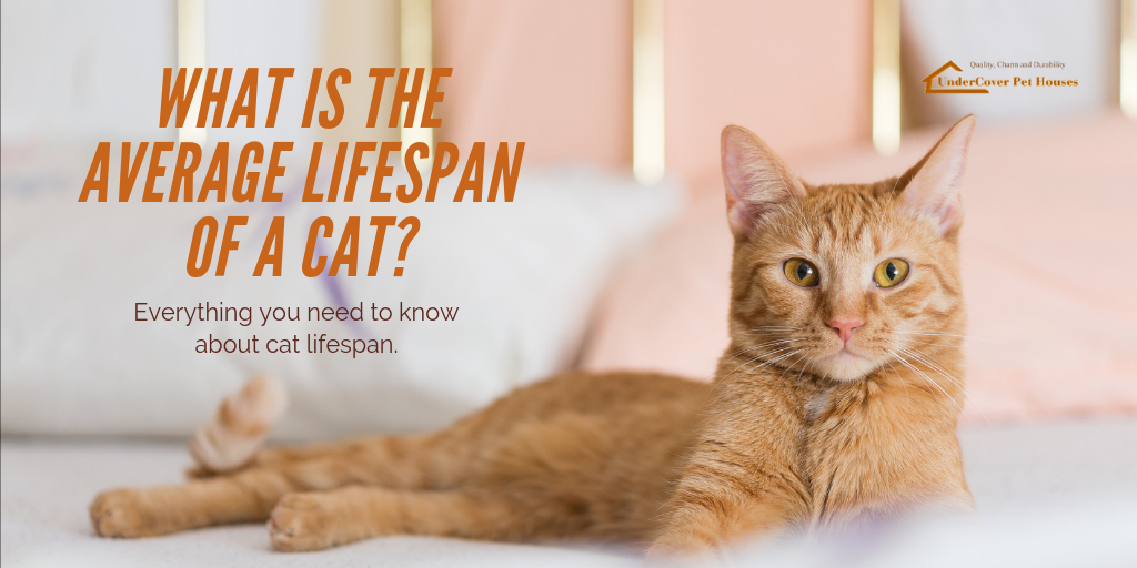 typical lifespan of a house cat