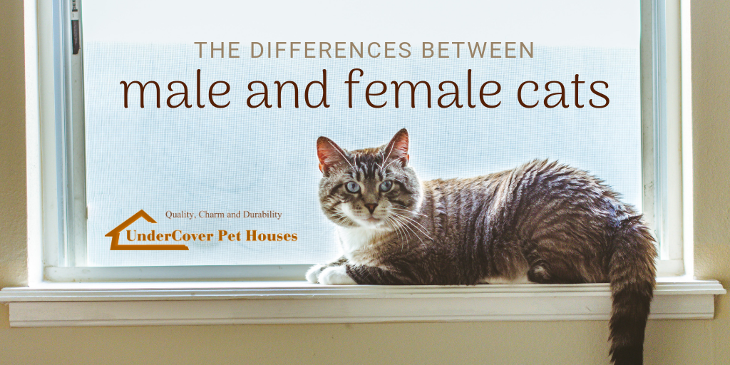 The Differences Between Male and Female Cats - UnderCover ...