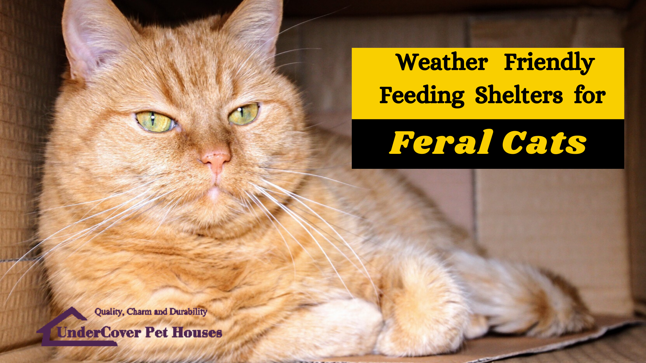Cat Feeding WeatherFriendly Feeding Stations/Shelters for Feral Cats