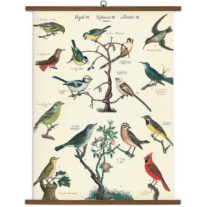 Cavallini & Co. - Celestial Vintage School Chart - Penelope Wurr