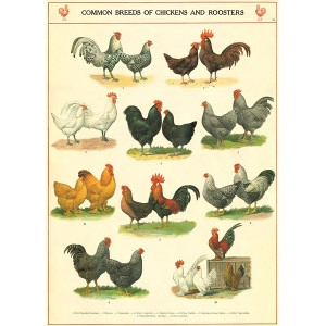 Common Breeds of Chickens and Roosters