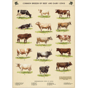 Common Breeds of Beef and Dairy Cows