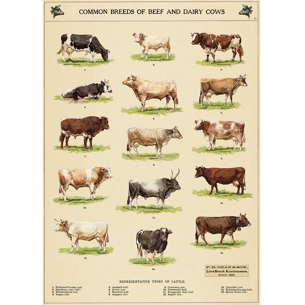 Common Breeds of Beef and Dairy Cows