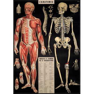 Anatomy Black