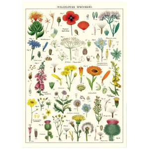 Wildflower Specimens