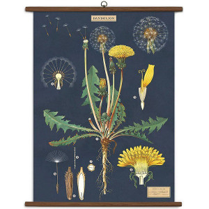 Cavallini & Co. - Celestial Vintage School Chart - Penelope Wurr