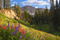 Alpine Meadow Palette™ Inspiration