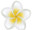 Yellow Plumeria - Decal