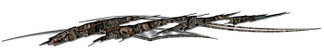 Wild Oak Tear - 7325