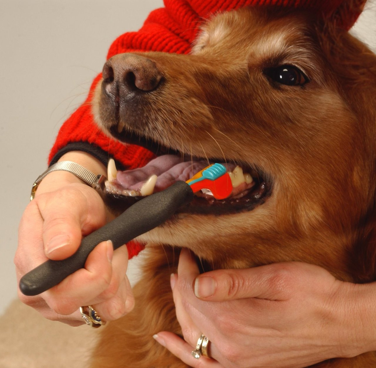 triple pet ez dog toothbrush