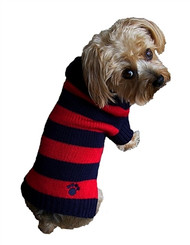 Rugby Signature Paw Dog Sweater