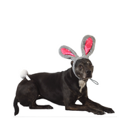 Midlee Easter Bunny Gray & Pink Rabbit Ears for Large Dogs Headband With Tail