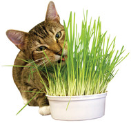 Imperial Cat Easy Grow Oat Grass Kit