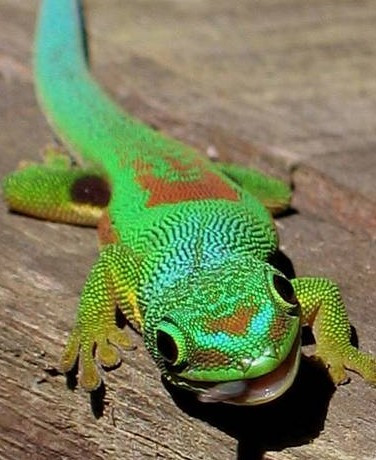 Day Lined Gecko - Phelsuma lineata - Striped Phelsuma ...