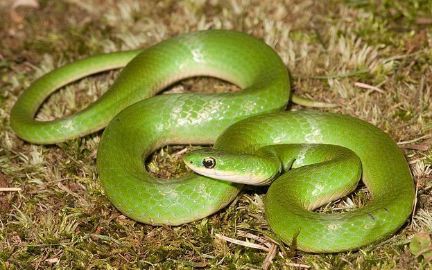 Green Snake Opheodrys Vernalis Smooth Green Snakes Dreamaquatic Com