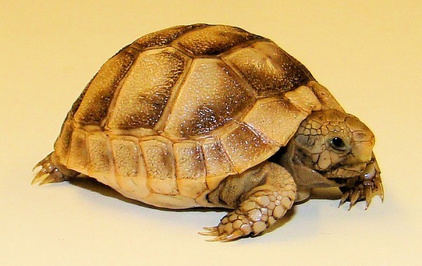 ibera greek tortoise