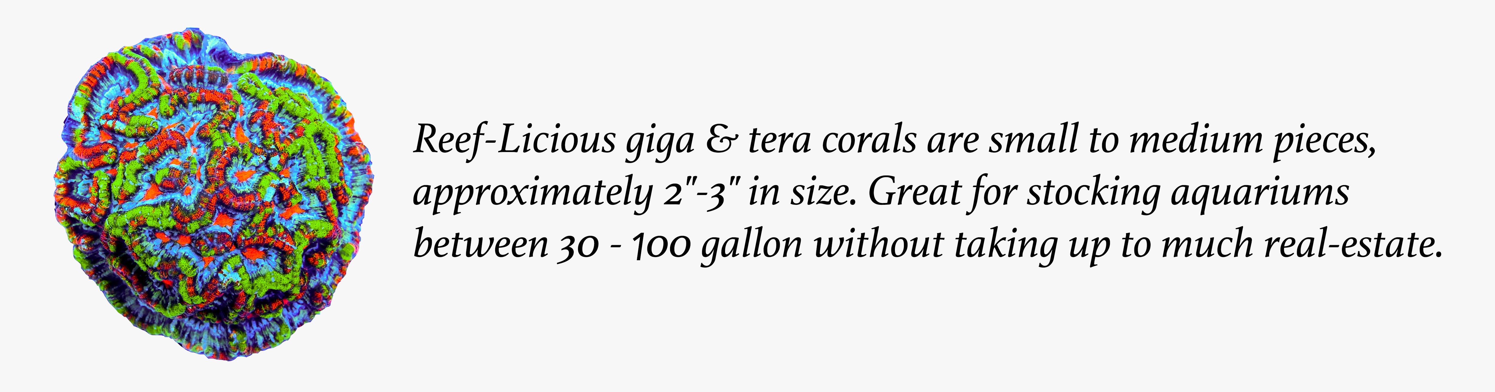 giga-tera-corals7.jpg