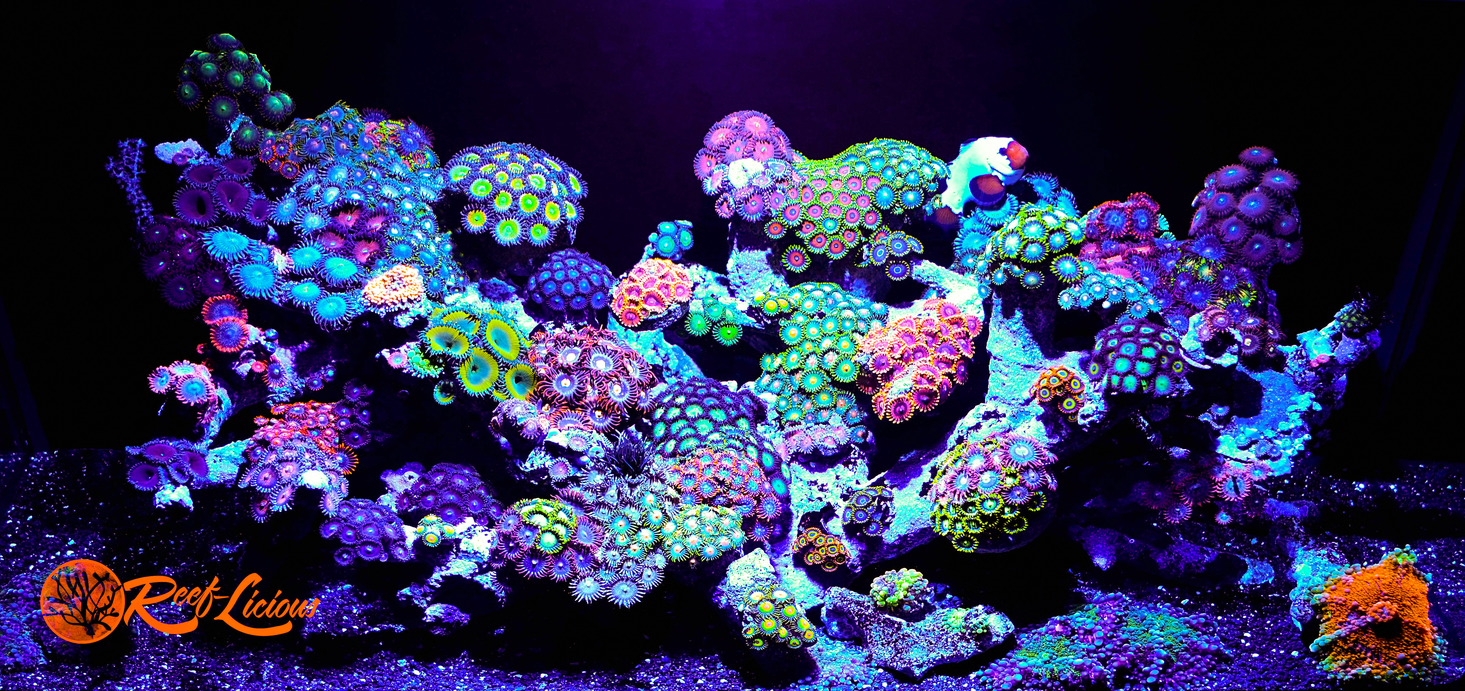zoanthids-reef1.jpg