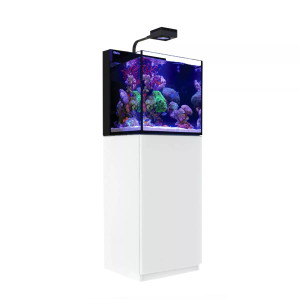 20 Gallon LIVE CORALS REEF WITH FISH Aquarium Complete Set Up (LOCAL ONLY, NO OUT OF STATE*)