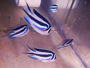 + Bellus Angel: Female