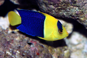 + Bicolor Angel