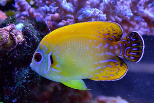 + Blacktail Lemonpeel Hybrid Angel