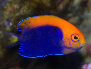 + Flameback Angel
