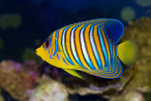 + Regal Angel: Yellow Belly