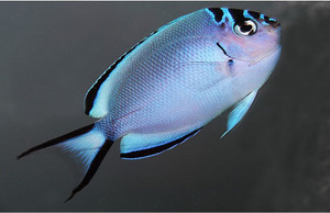 + Watanabei Angel: Female
