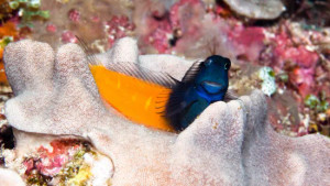 Bicolor Blenny: Male